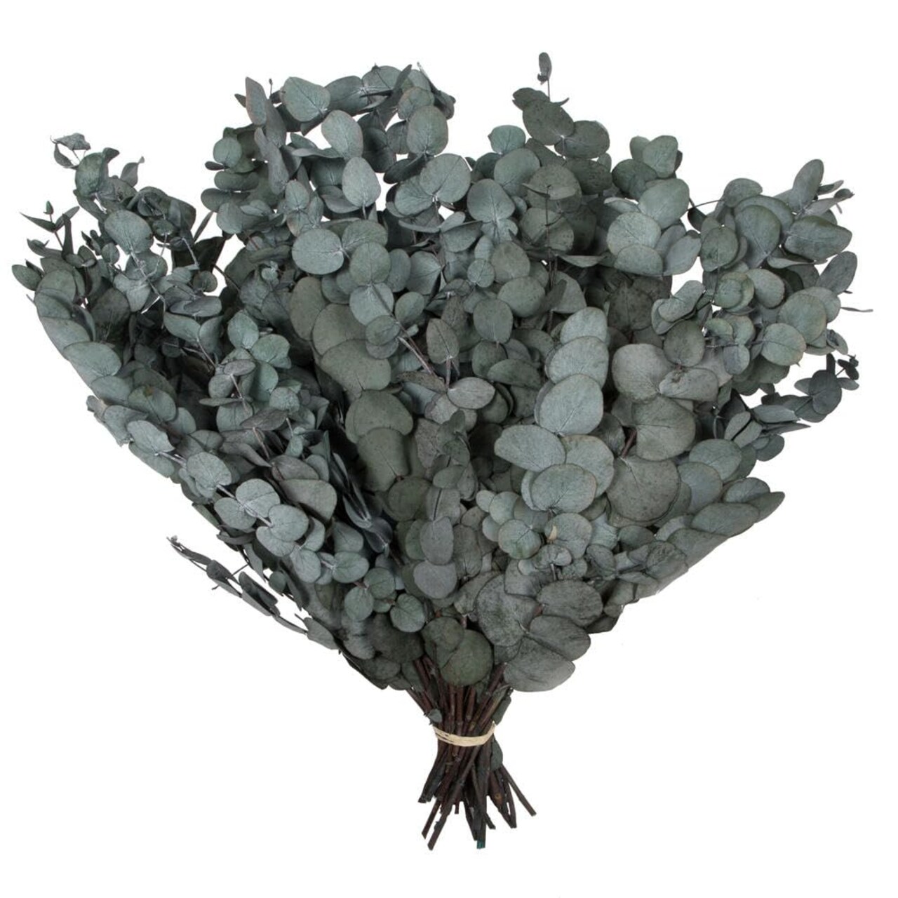 Vickerman Natural Botanicals 18-20" x 9" Eucalyptus Spiral Green 1 lb bundle